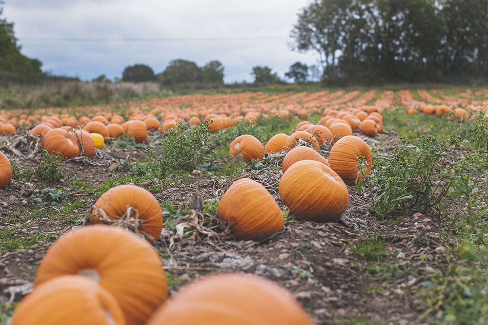 Halloweenpumpa